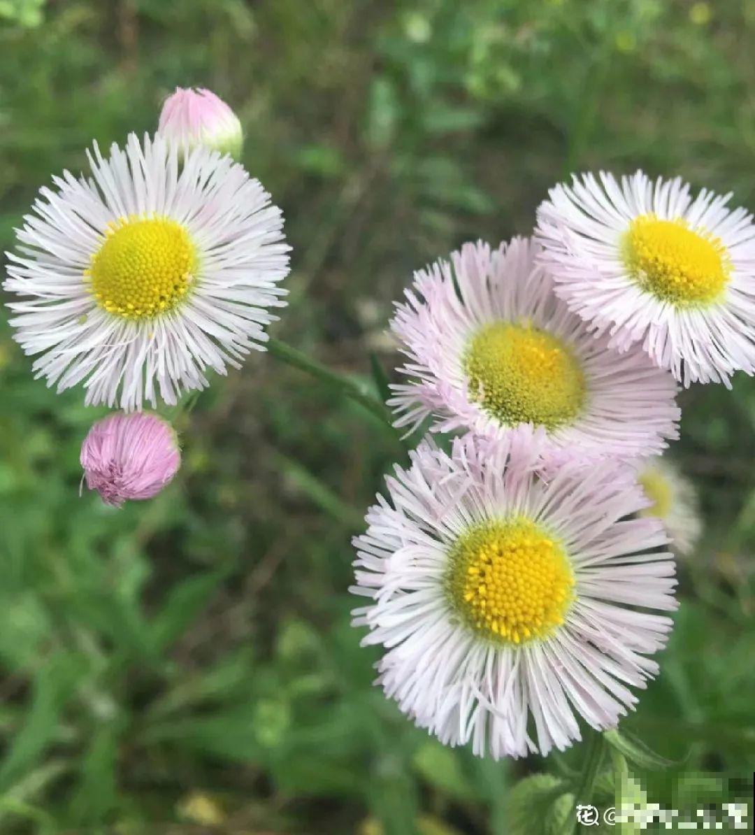 入侵植物太可怕，周围的草全被缠死，谨慎养护