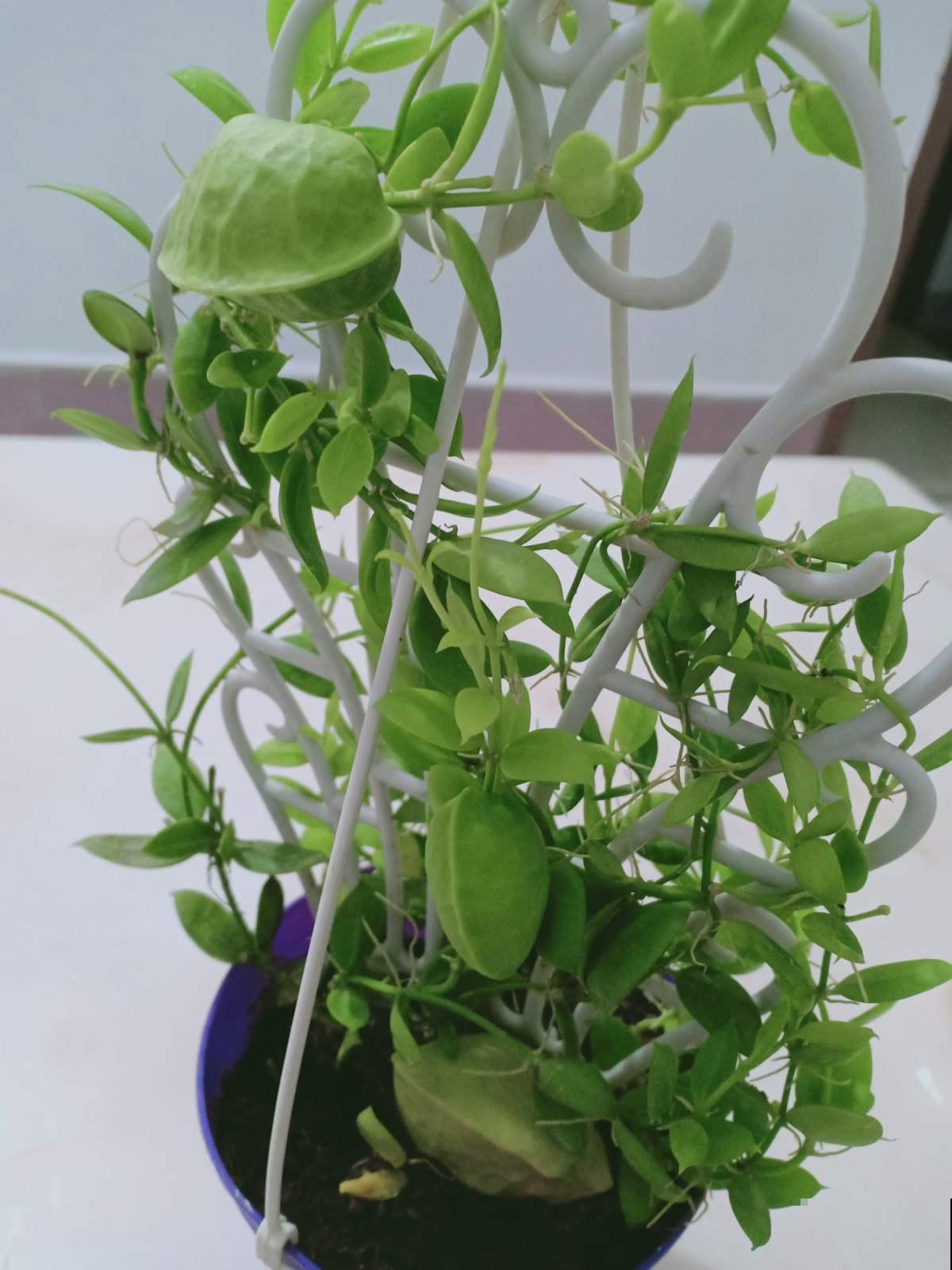 适合新手养的爬藤花，春天养在向阳处，藤条爬满墙