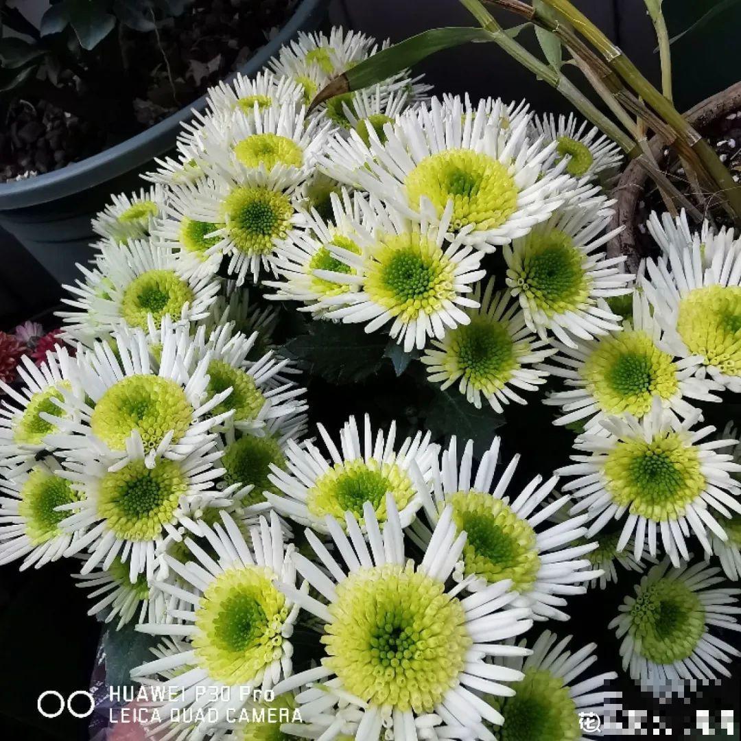 春天养盆绿色花,看着清爽干净,今年一定要养一盆 春天养盆绿色花,看着清爽干净,今年一定要养一盆