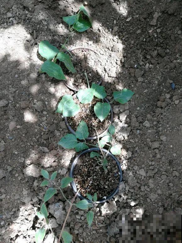 春天最佳繁殖季，扦插播种分株压条，成活率特高