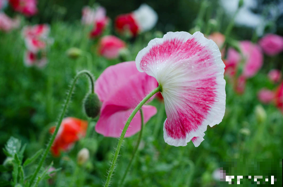 美人般的花，花开瞬间美到窒息，谁见都夸