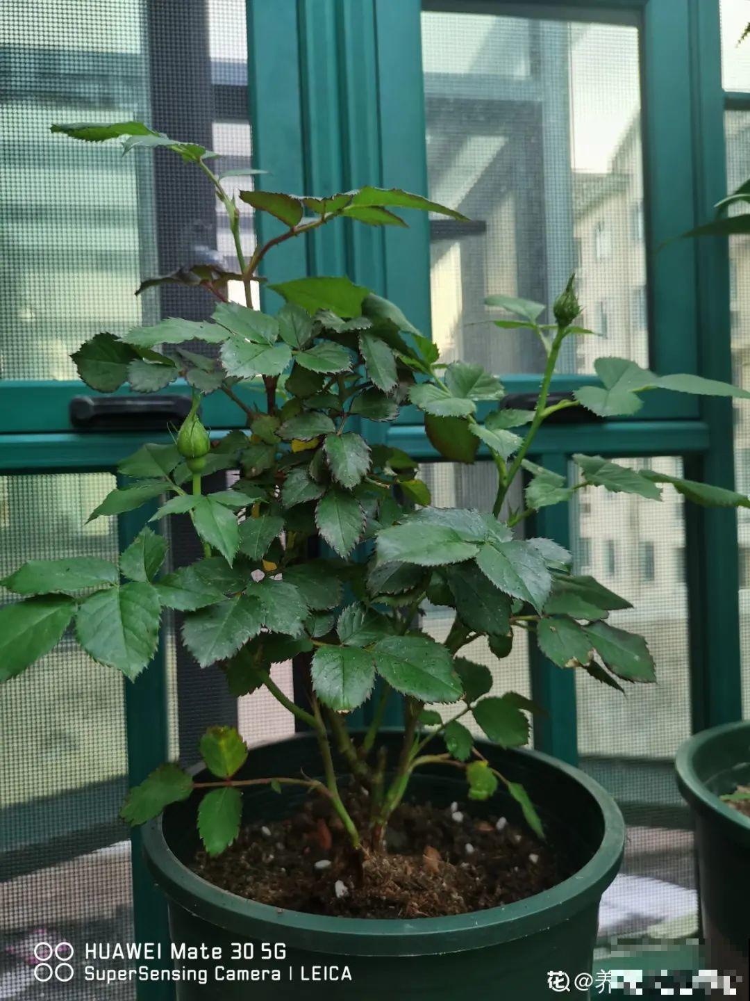 给花浇水掺点白醋，植物根比萝卜还粗，健壮不黄叶