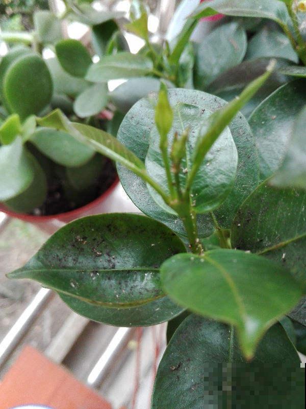 掌握这5种除虫方法，室内环境好，花草长得旺！