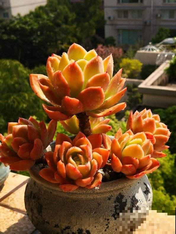 最好的养老方式,就是“沾花惹草”! 最好的养老方式,就是“沾花惹草”!