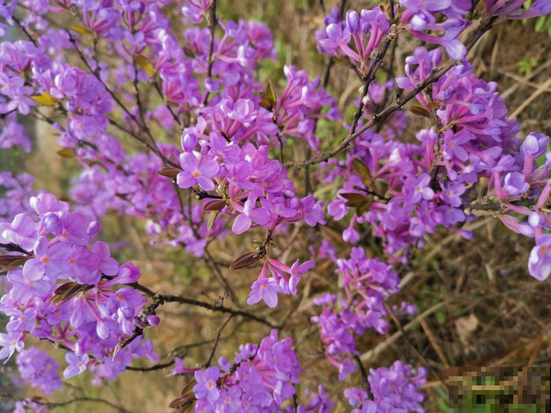 5月出门,收下这份百花图谱,啥花都能叫上名! 5月出门,收下这份百花图谱,啥花都能叫上名!