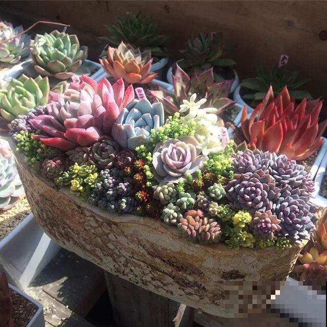 关于多肉拼盘，4个要点不能忘，不然很难养好