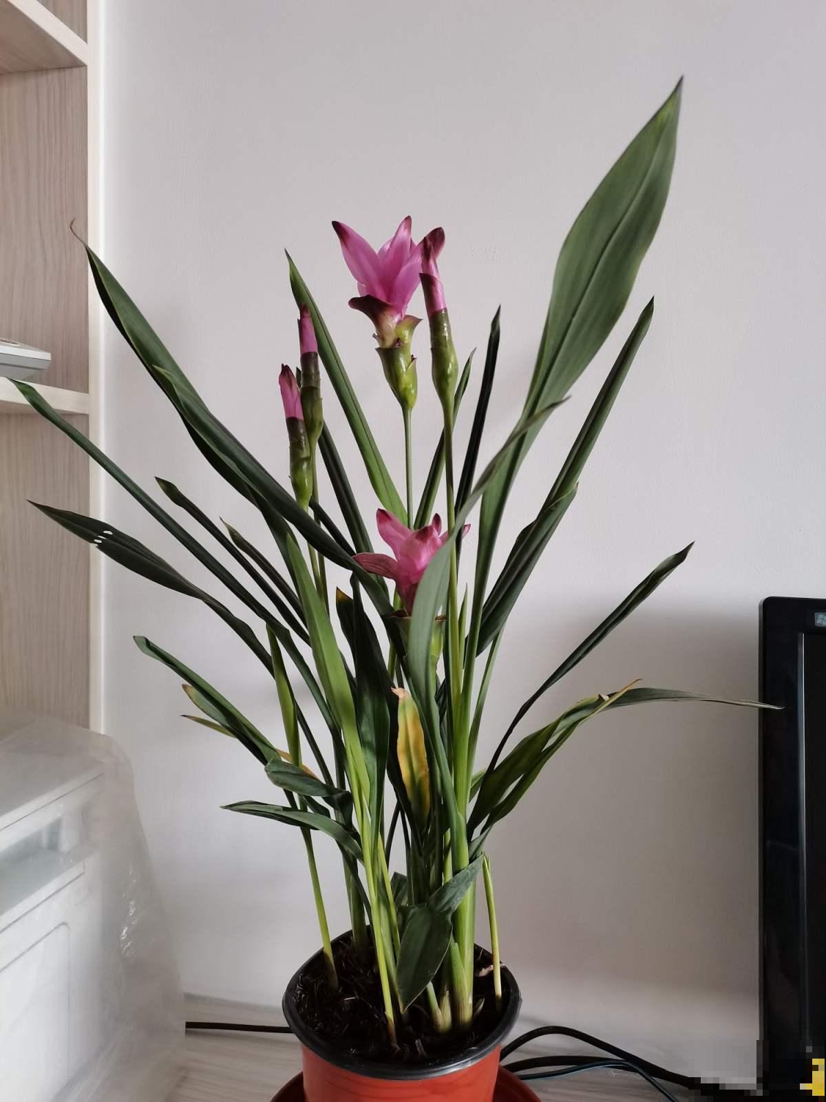 长得像生姜的“荷花”,开花时美艳动人,少见却十分好养 长得像生姜的“荷花”,开花时美艳动人,少见却十分好养