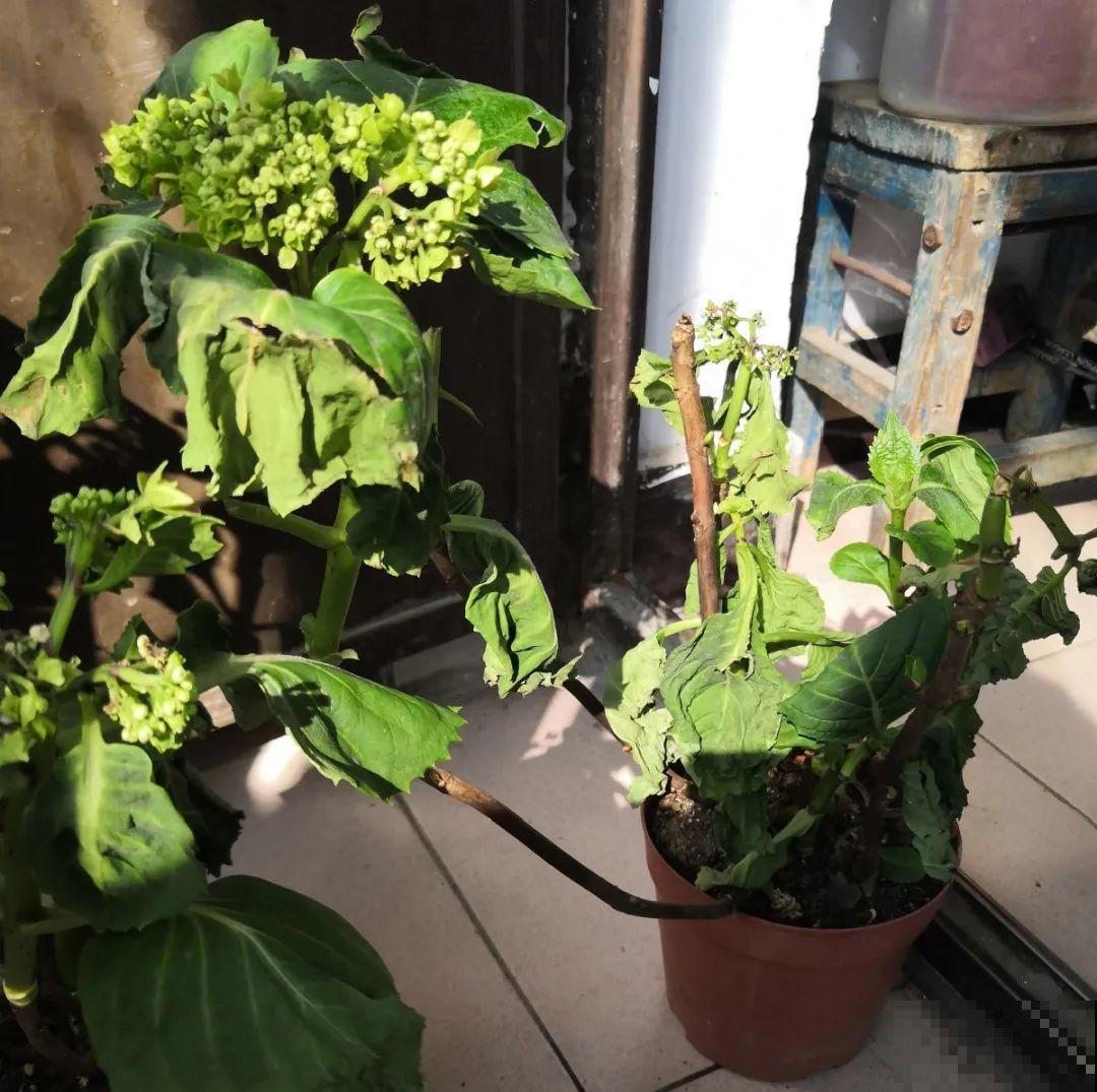 超级“喜水”的花，3天不浇水，就离死不远了