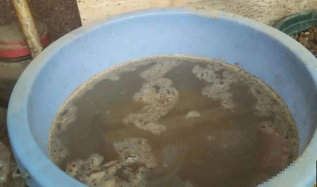 给花浇水掺点白醋，植物根比萝卜还粗，健壮不黄叶