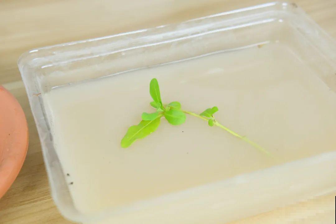 11种常见花，现在扦插，成活率特高