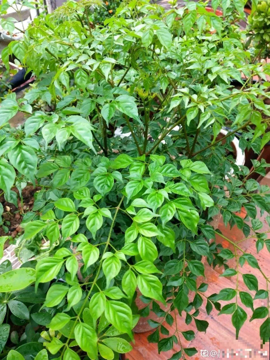 10种花越高越值钱,能长到2米,大高个霸气镇宅! 10种花越高越值钱,能长到2米,大高个霸气镇宅!