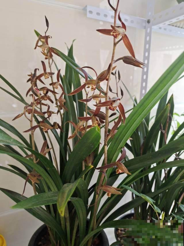 4种花天生“毛病多”,脾气大难伺候,养好几年才能养好! 4种花天生“毛病多”,脾气大难伺候,养好几年才能养好!