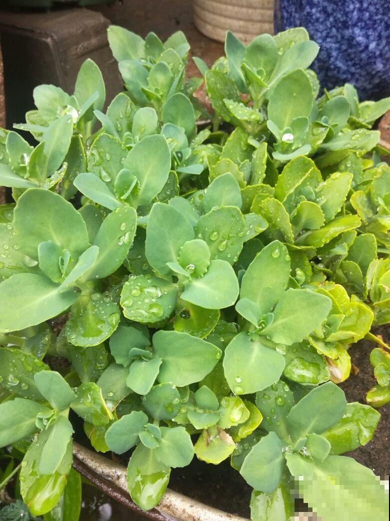 特耐旱的花,适合夏天养,不用浇水就很省事! 特耐旱的花,适合夏天养,不用浇水就很省事!