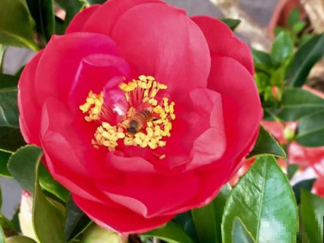 20种花不用买，开完花等20天，爆出好多种子！