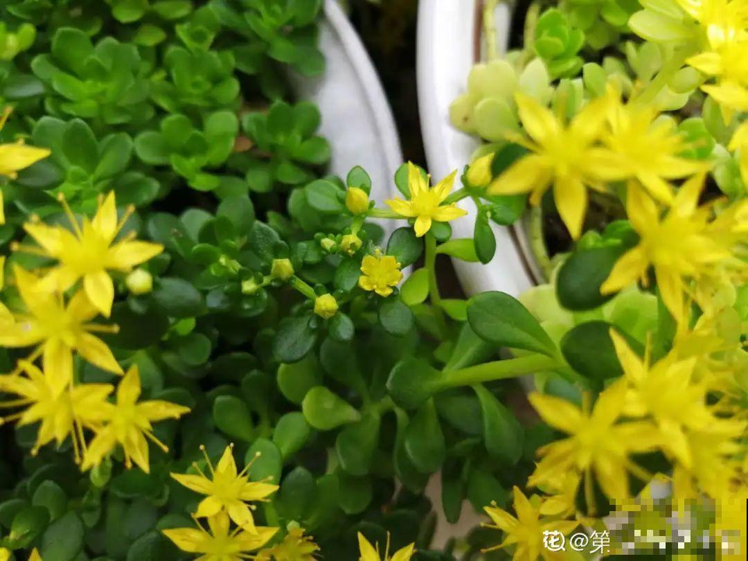 5种铺面多肉,沾土就活,迅速占满每一寸土地 5种铺面多肉,沾土就活,迅速占满每一寸土地