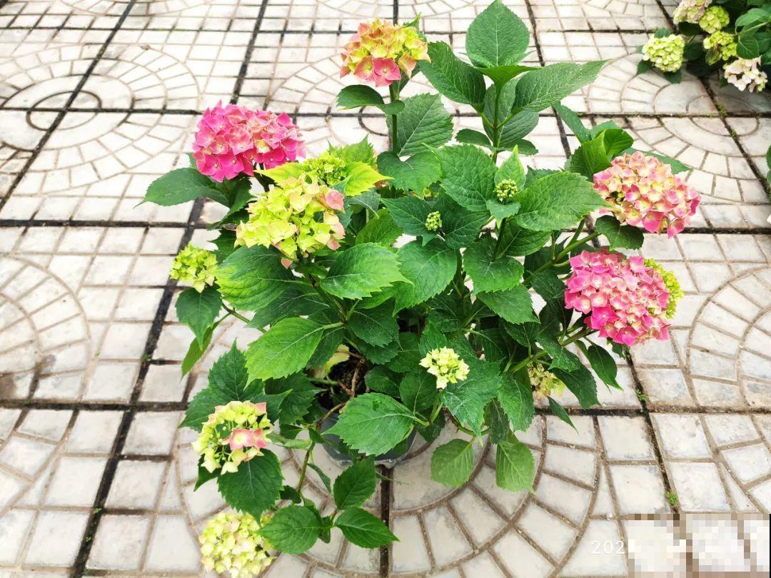 夏天扦插最好活，剪个枝条插土里，10天就生根！