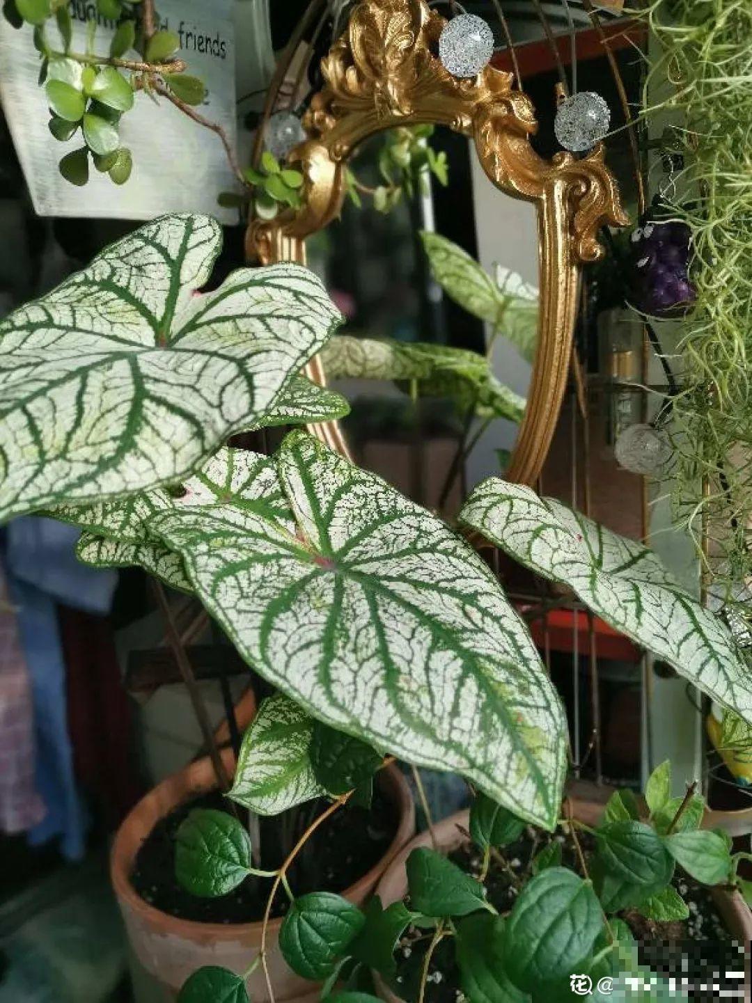 适合大门口养的花，开花时间要长，开花也要大气