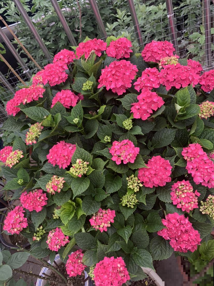 2种植物开花真喜人，一朵比拳头还大， 现在正是花期