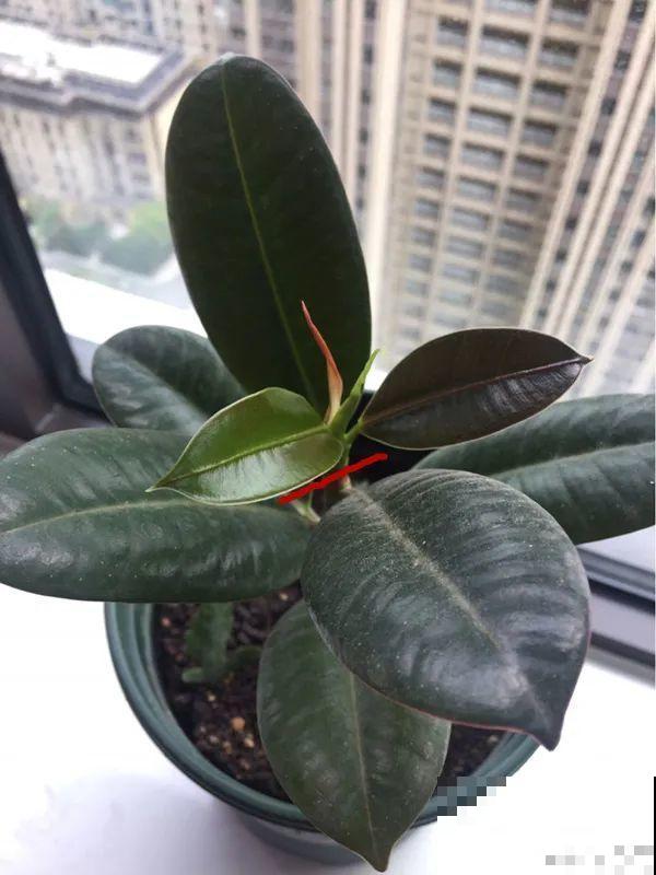 春天给花修剪,花才能呼呼开,俩月开爆盆 春天给花修剪,花才能呼呼开,俩月开爆盆