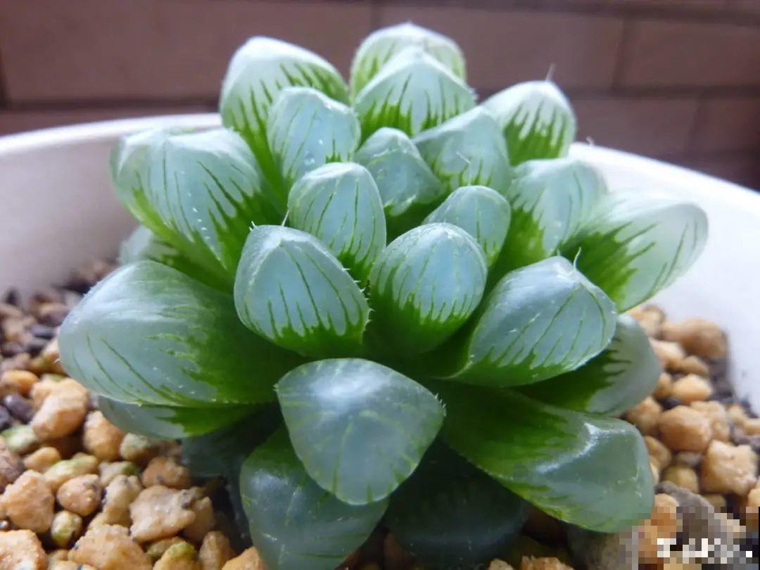 28种耐阴花，没光也能开爆盆，养在家里超有范儿