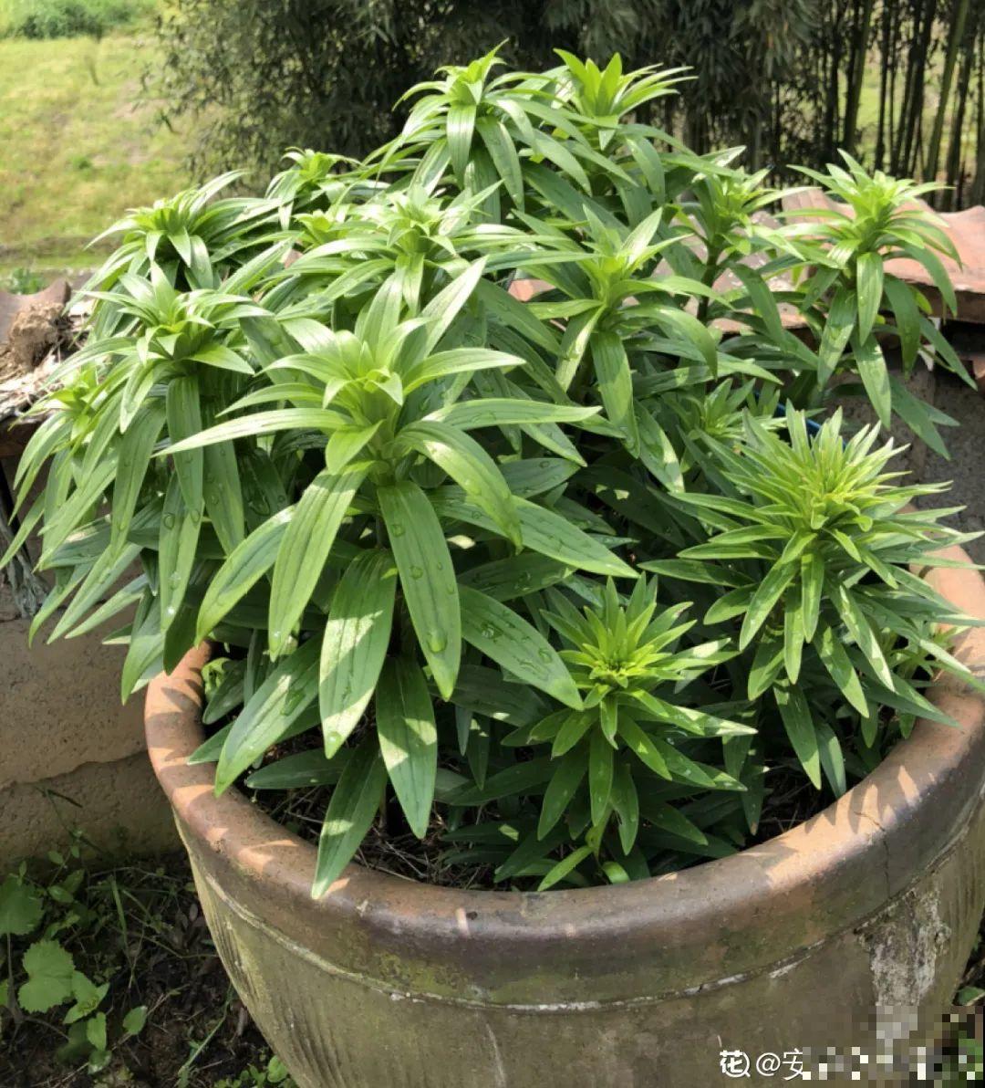 9种花是富贵命,必须大盆养,小盆养会憋死 9种花是富贵命,必须大盆养,小盆养会憋死