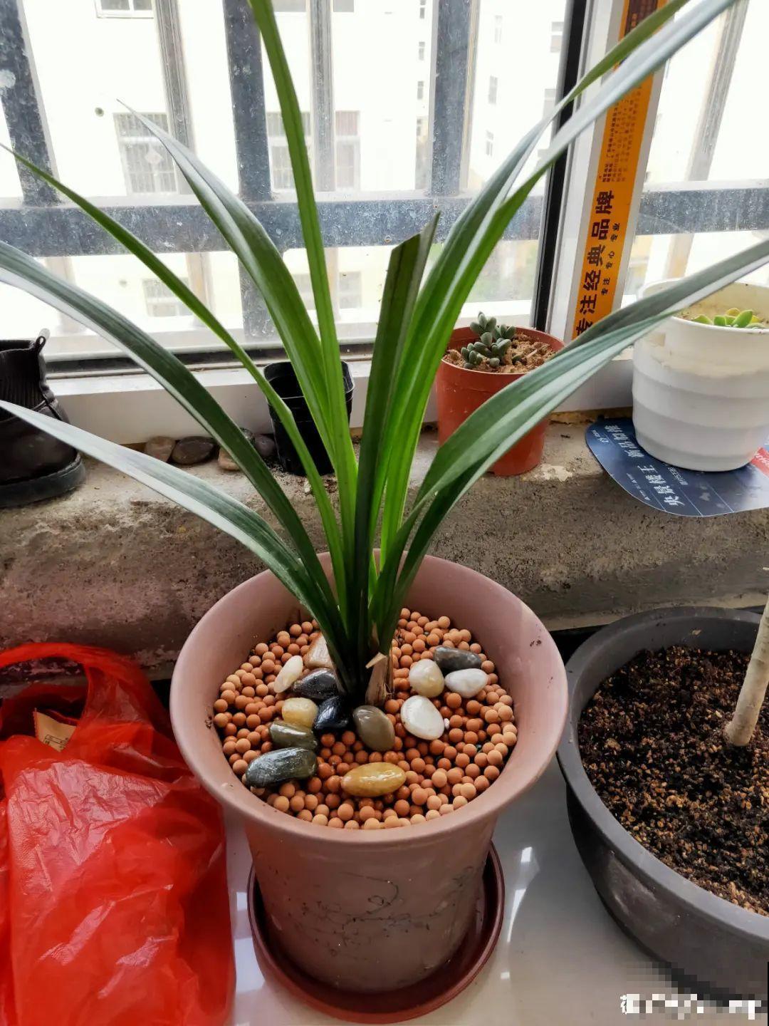 夏天怕晒的花,赶紧搬到阴凉地儿,再晒成枯杆了 夏天怕晒的花,赶紧搬到阴凉地儿,再晒成枯杆了