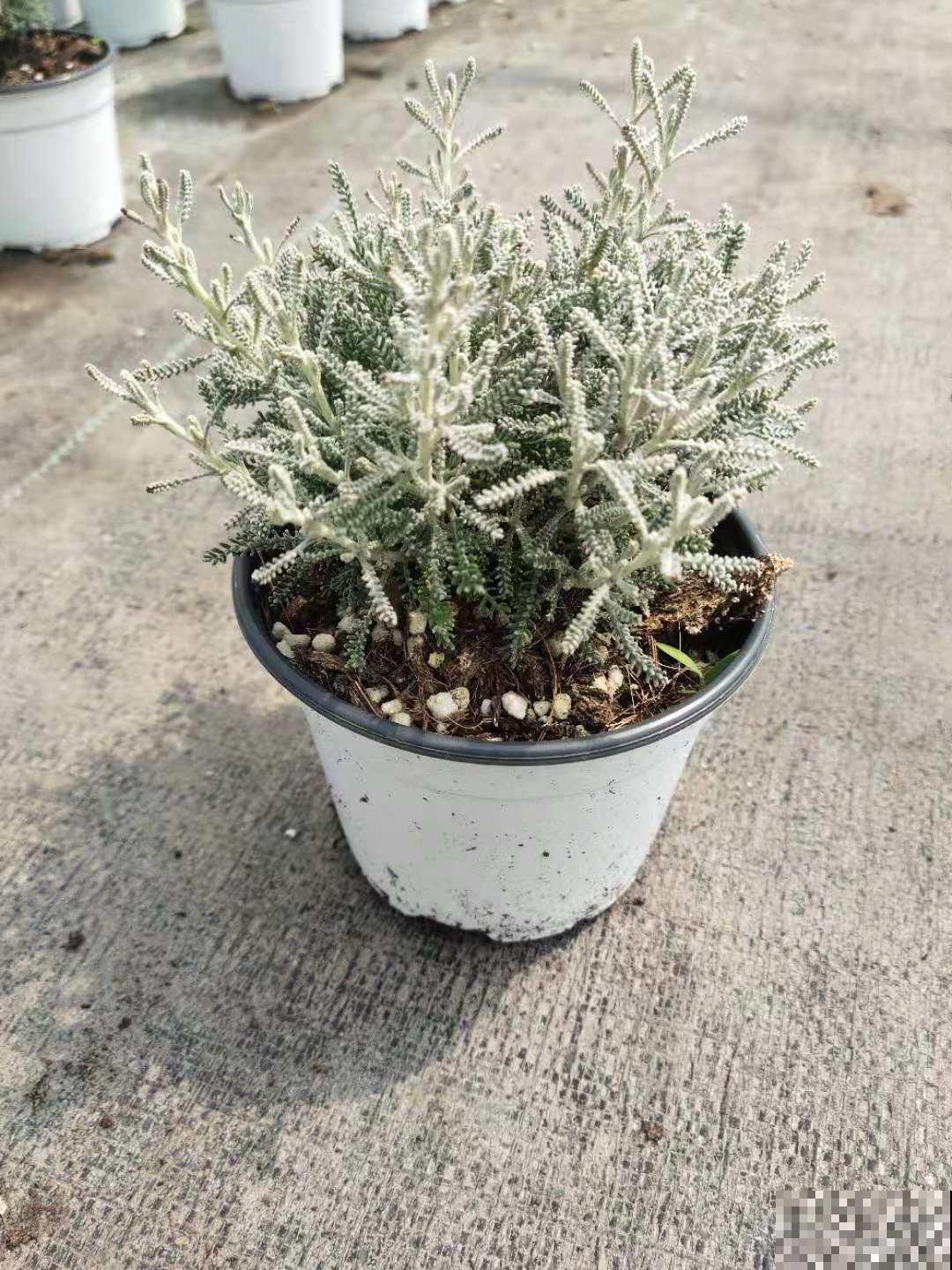 家里养盆“驱虫花”，蚊虫全被吓跑了，夜夜睡的香！