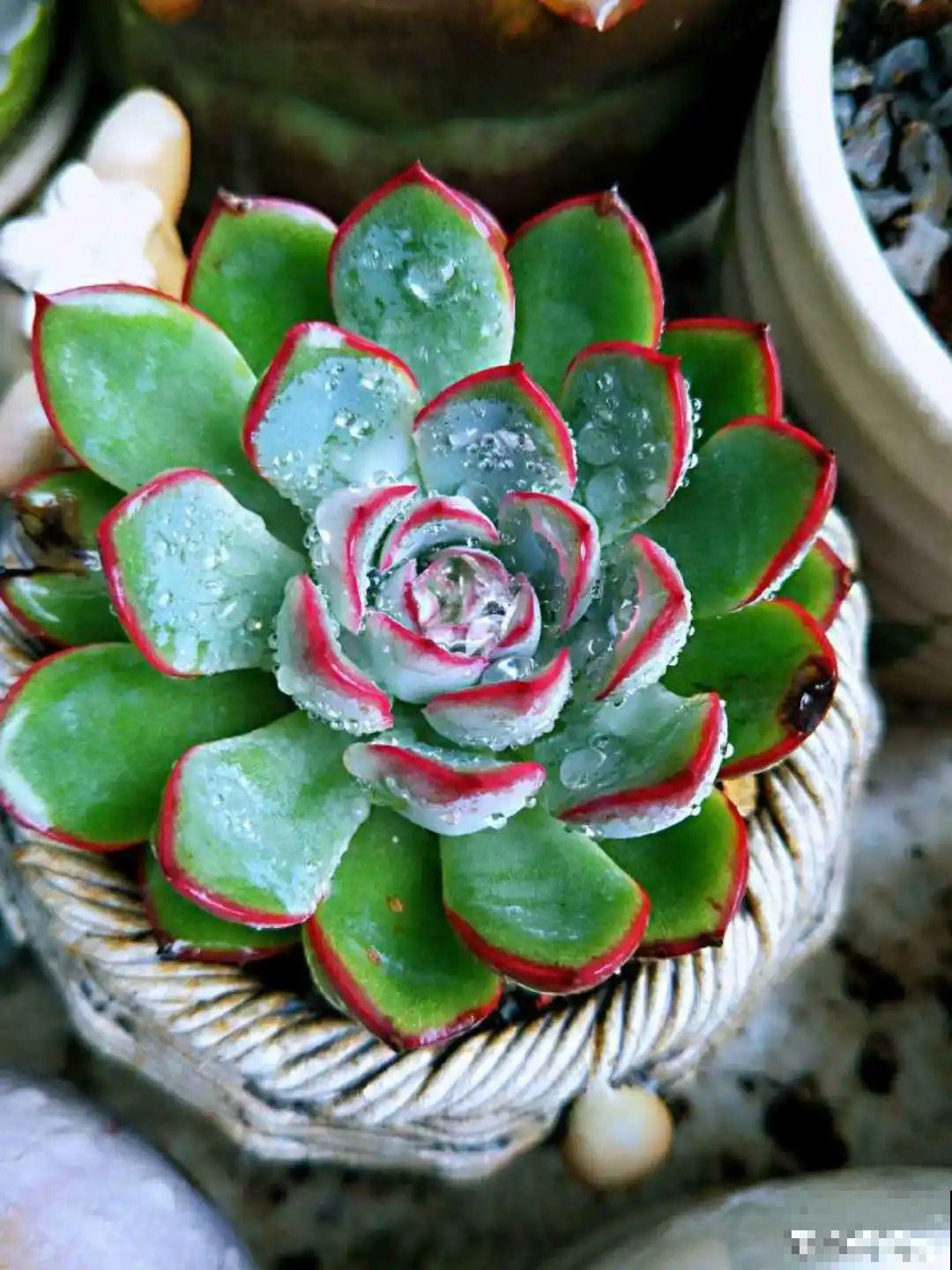 多肉一旦杂交,颜值上升不少,养护也简单 多肉一旦杂交,颜值上升不少,养护也简单