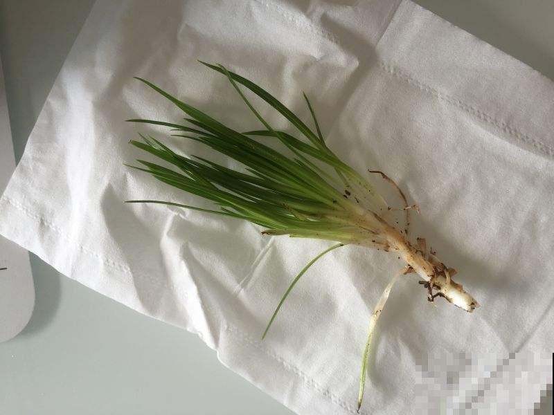 买菜的时候捡了些菜根，回家种土里，家里长出菜园子！