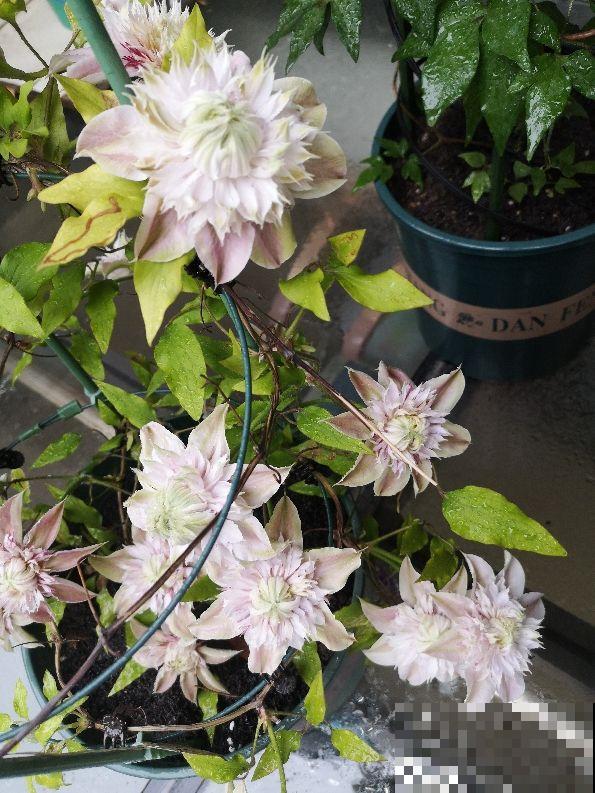 土里撒一把“小豆豆”,花苞呼呼往外蹦,开花超级旺 土里撒一把“小豆豆”,花苞呼呼往外蹦,开花超级旺