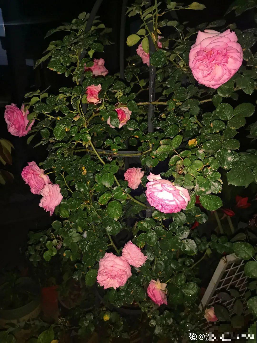 天热了，20种花最怕浇水，浇得越多，死得越快！