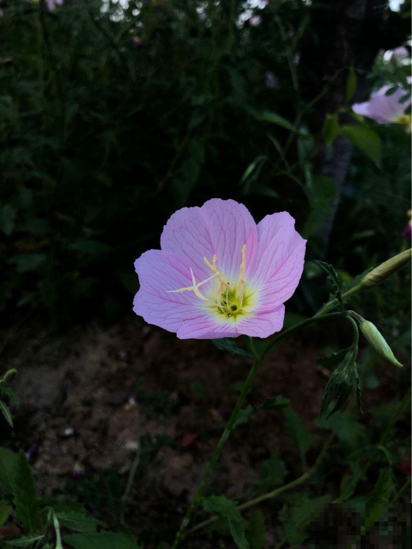 这5种花,晚上才开,个个美得别致! 这5种花,晚上才开,个个美得别致!