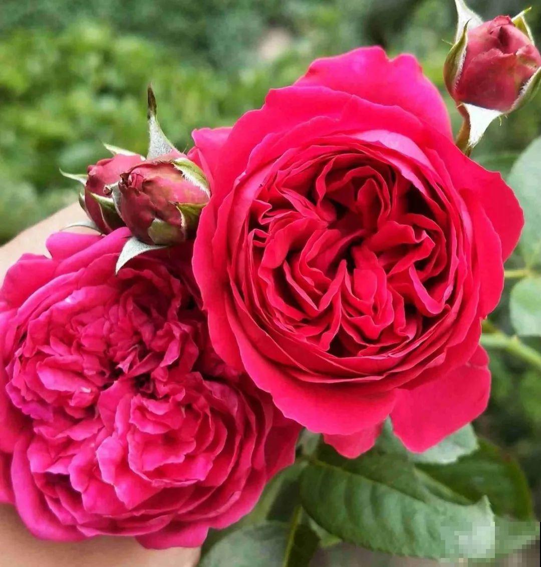 50种月季，各有各的美，哪一种是你的“菜”？