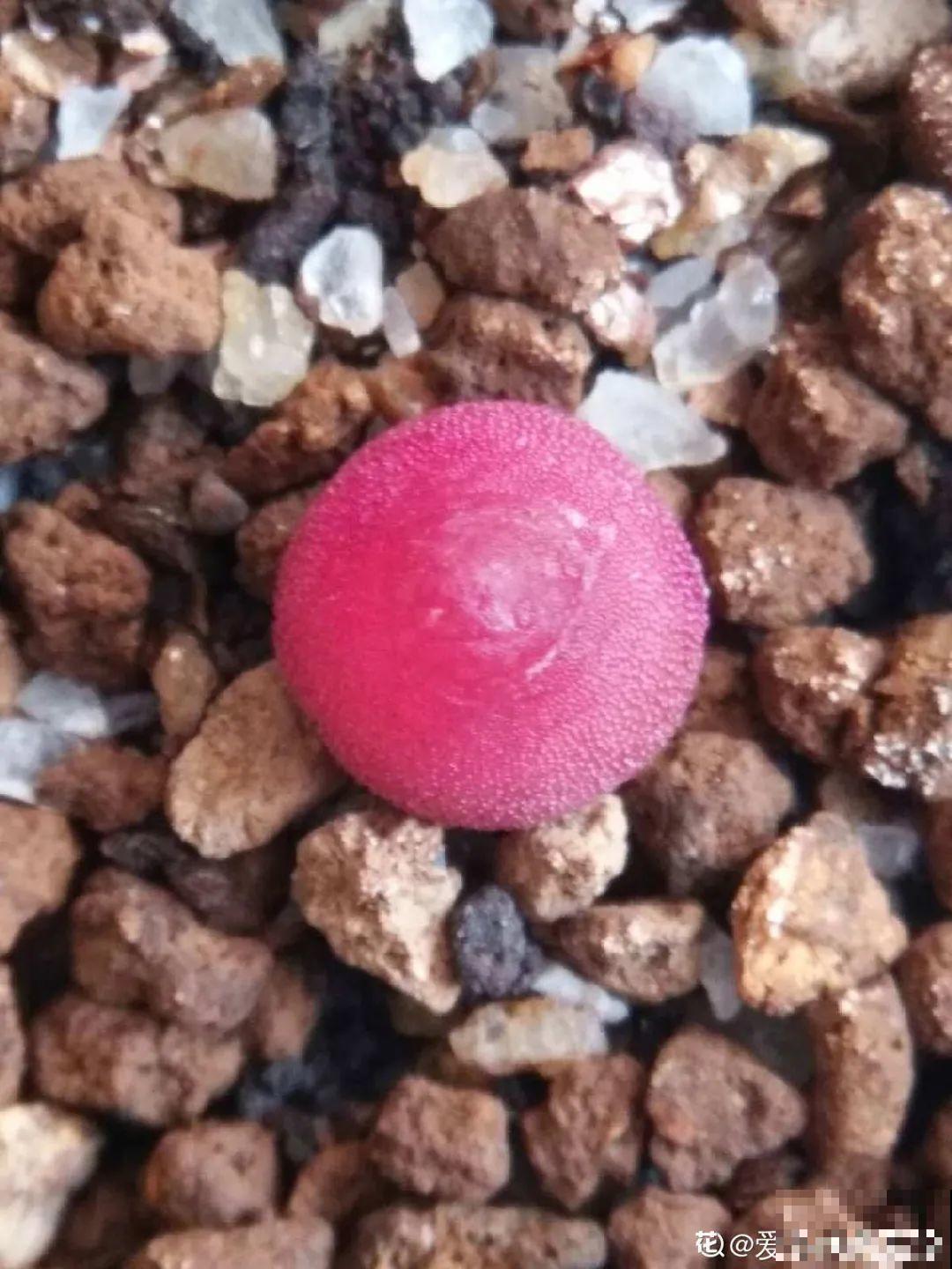 养多肉的人里，有一群“屁股花”爱好者，养的多肉超可爱