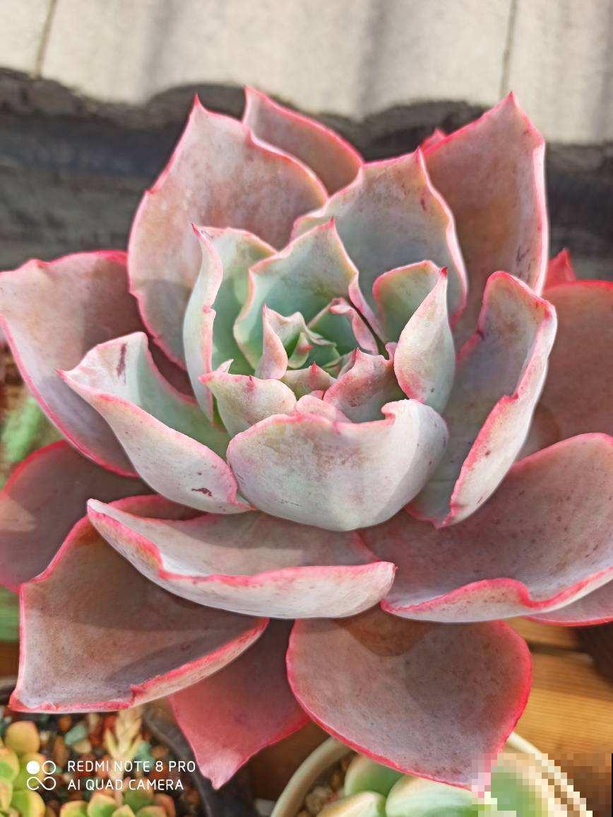 多肉中的“薄叶三仙”，仙气飘飘惹人喜爱，只养一盆都不够