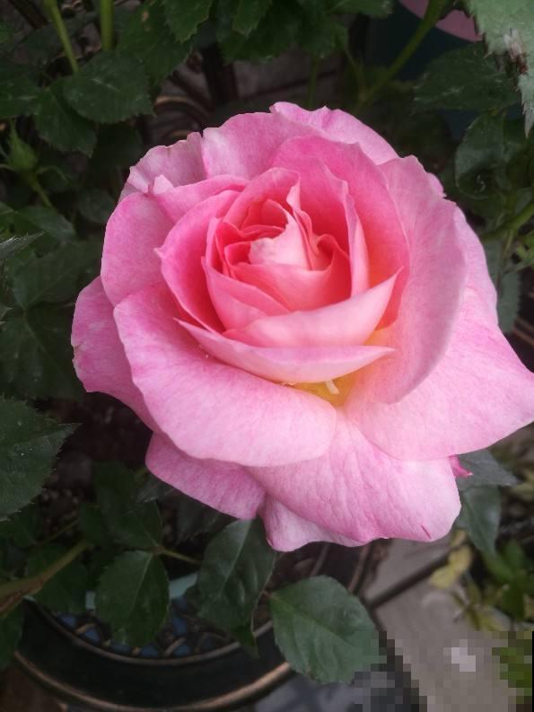 养花不用养太多,这一种花养好了,足够撑起一家门面! 养花不用养太多,这一种花养好了,足够撑起一家门面!