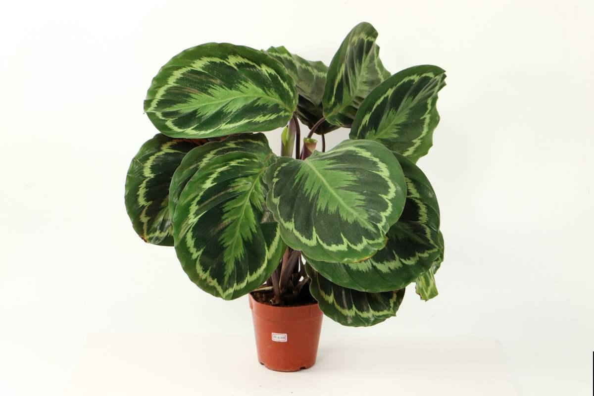 在家养耐阴花，注意“3个好处和3个骗局”，耐阴花才能长得壮