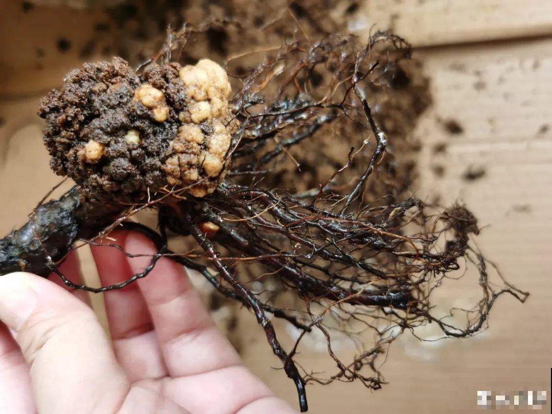 蝴蝶兰现在还不换盆，水苔容易发霉 ，越长越差劲