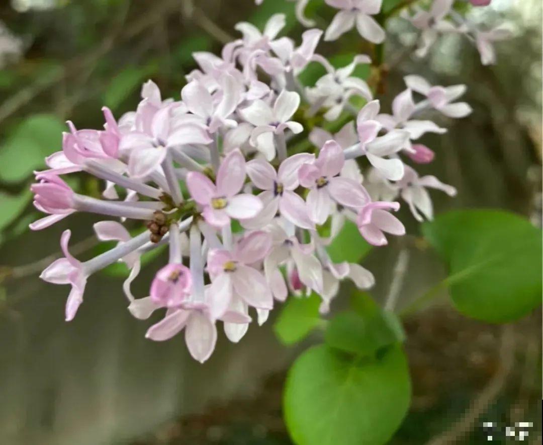 清明赏花，带上这份花卉图谱，变身行走的识花机器