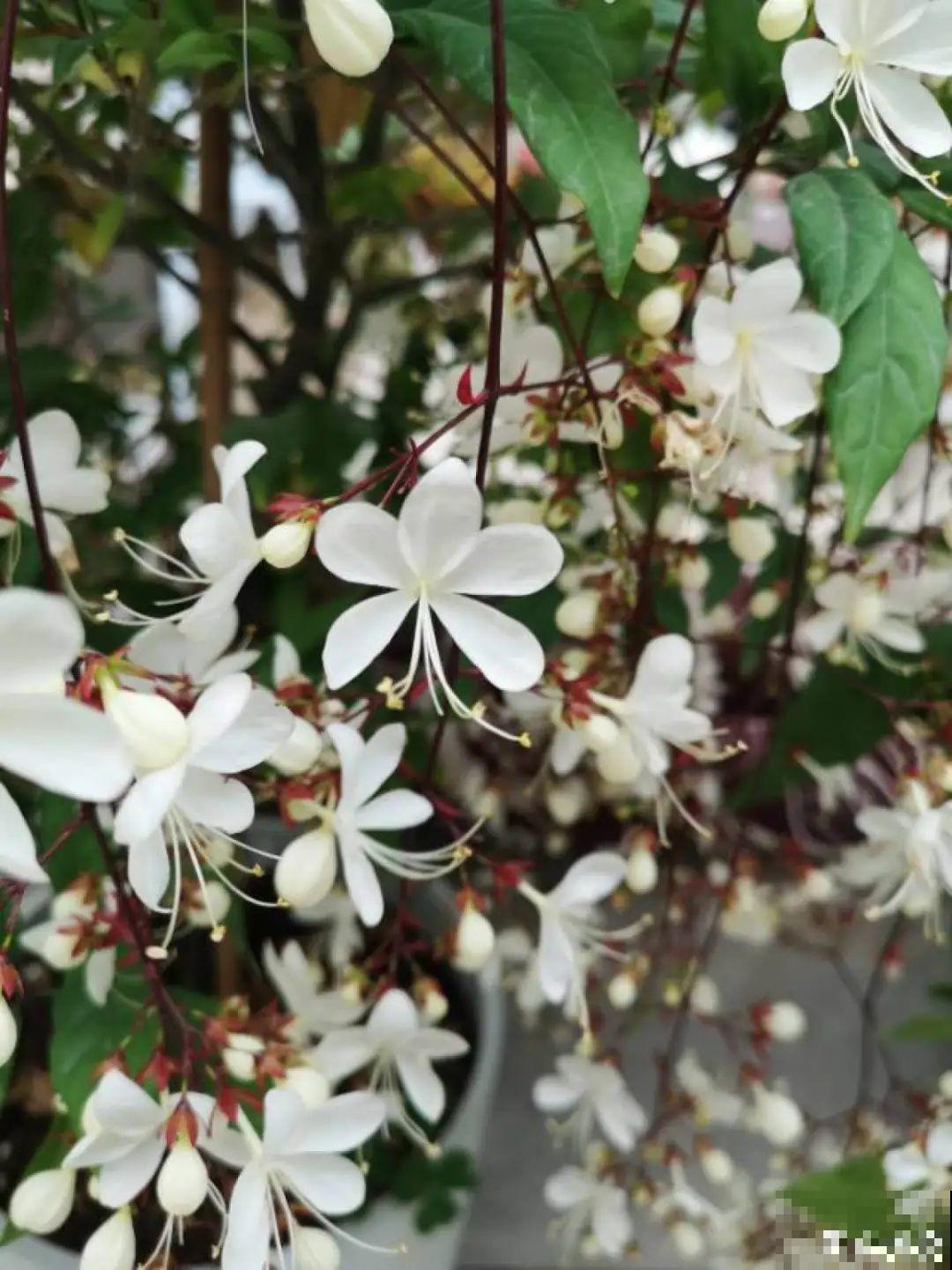 灵动仙气的垂丝茉莉，颜值超高，开花秀美多姿