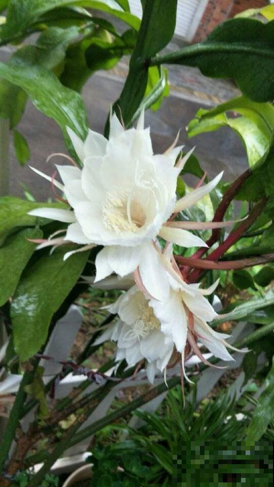 80种常见花卉，读过后，花名难不倒你