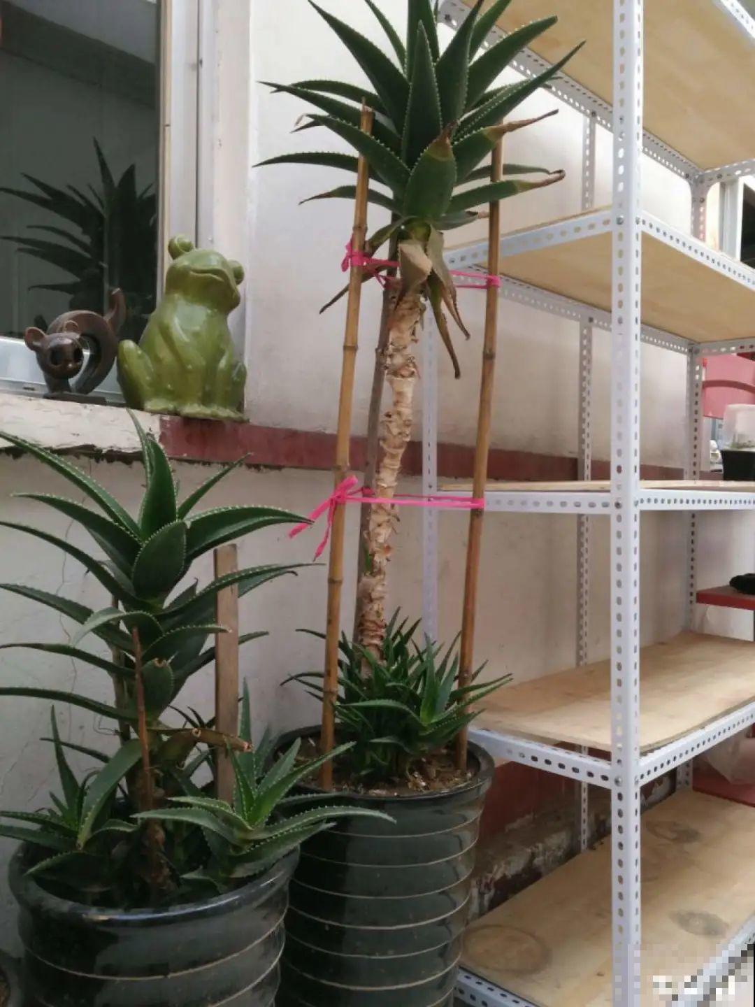 家里养盆镇宅花，越长越霸气，安全感十足