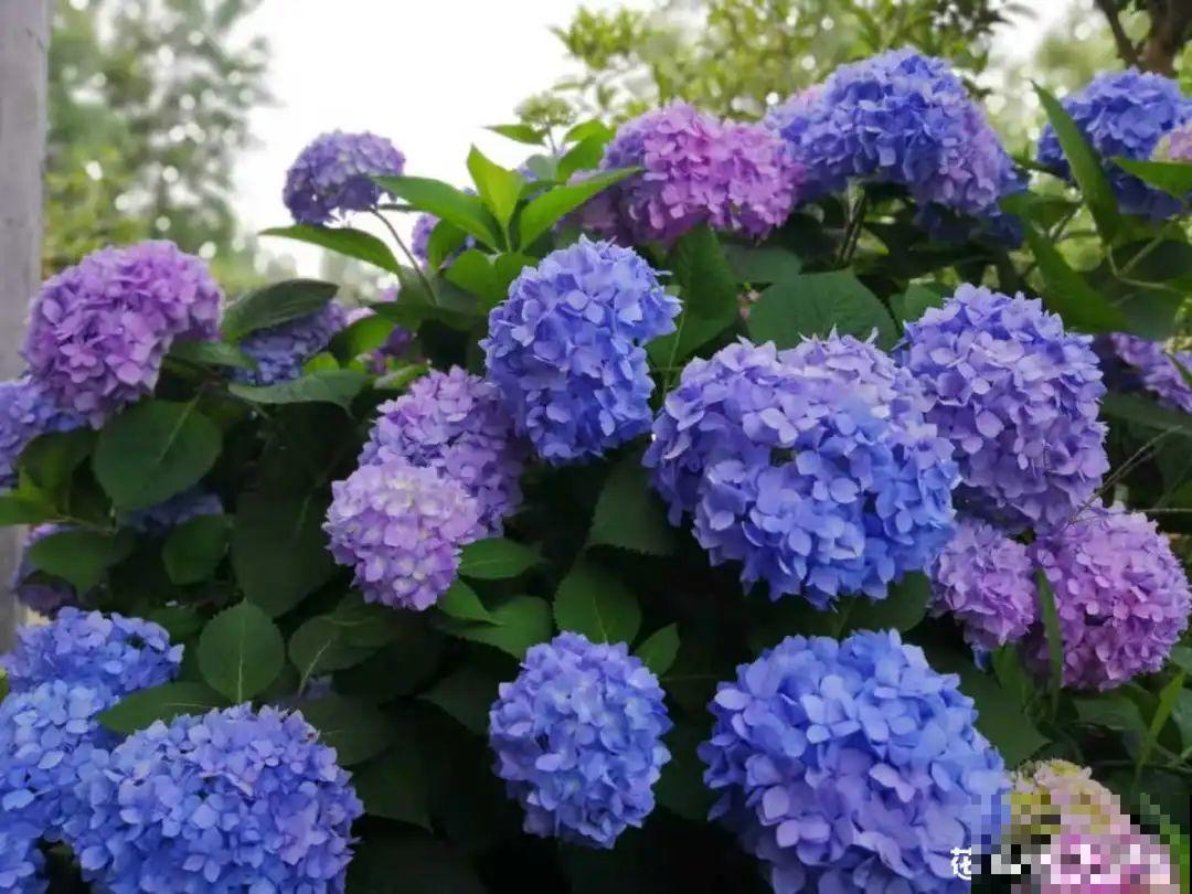 5月出门,收下这份百花图谱,啥花都能叫上名! 5月出门,收下这份百花图谱,啥花都能叫上名!