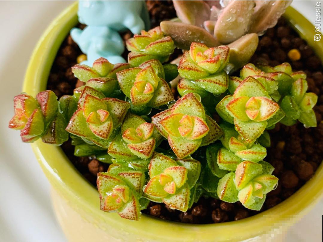 刚开始养多肉很嫌弃，后来越养越爱，打脸实录