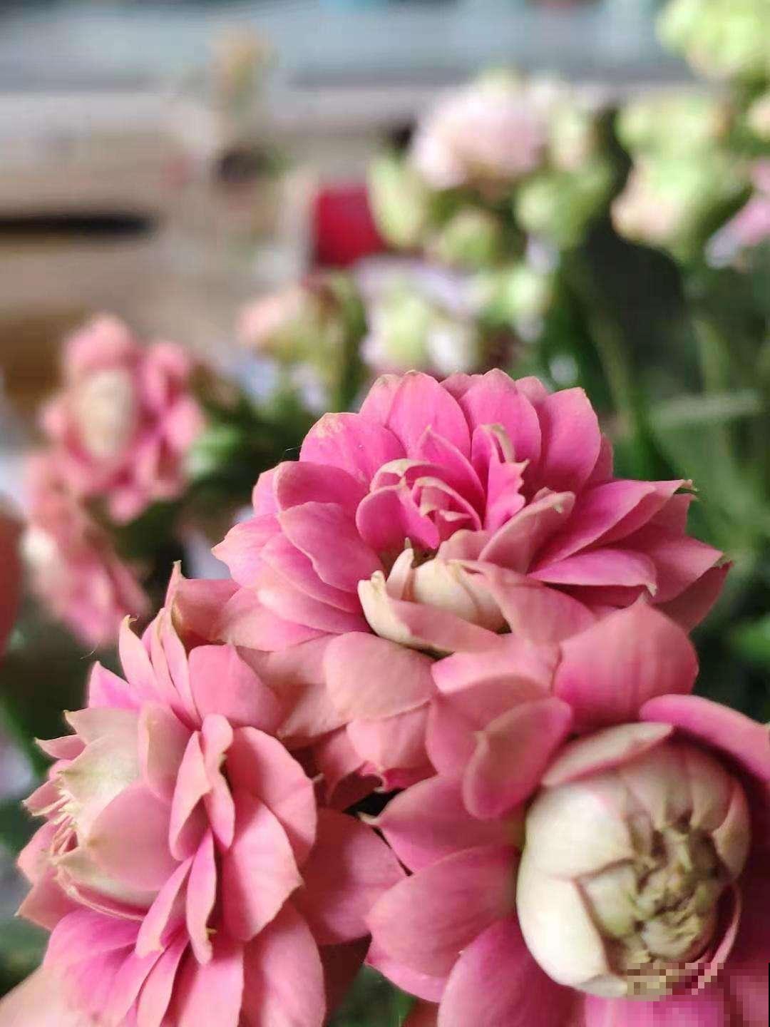 性格中有这4种特性,难养好花,要赶紧改正 性格中有这4种特性,难养好花,要赶紧改正