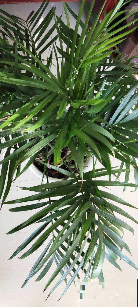 家庭常见花卉养护要点，看完你就都会了（下）