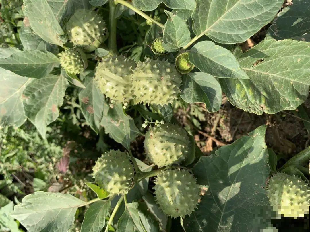 20种有毒花，看见绕道儿走，千万别乱摸