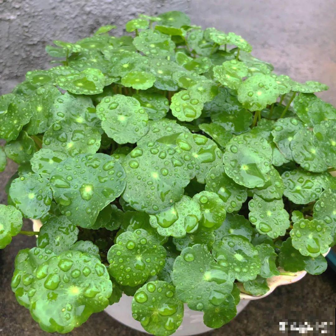 半死不活的花,扔水里,突然长疯了 半死不活的花,扔水里,突然长疯了