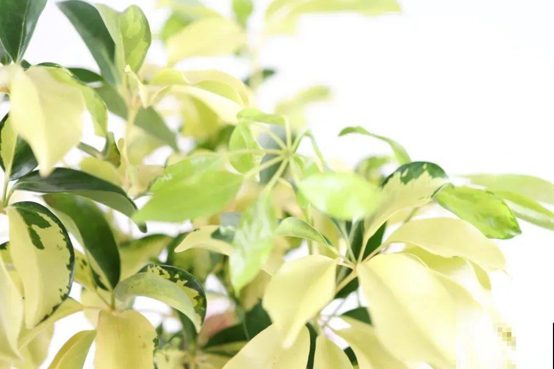 家里的绿植特高大，像是进了热带雨林，热气都跑光了