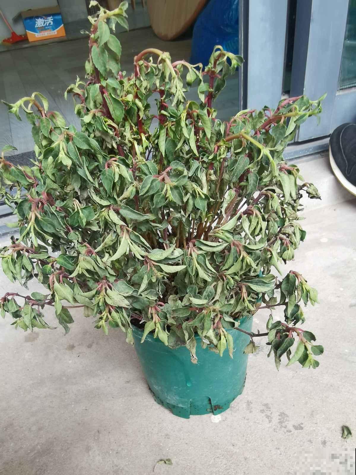 植物轻微烂根，可以依靠自愈能力，做好3点最重要